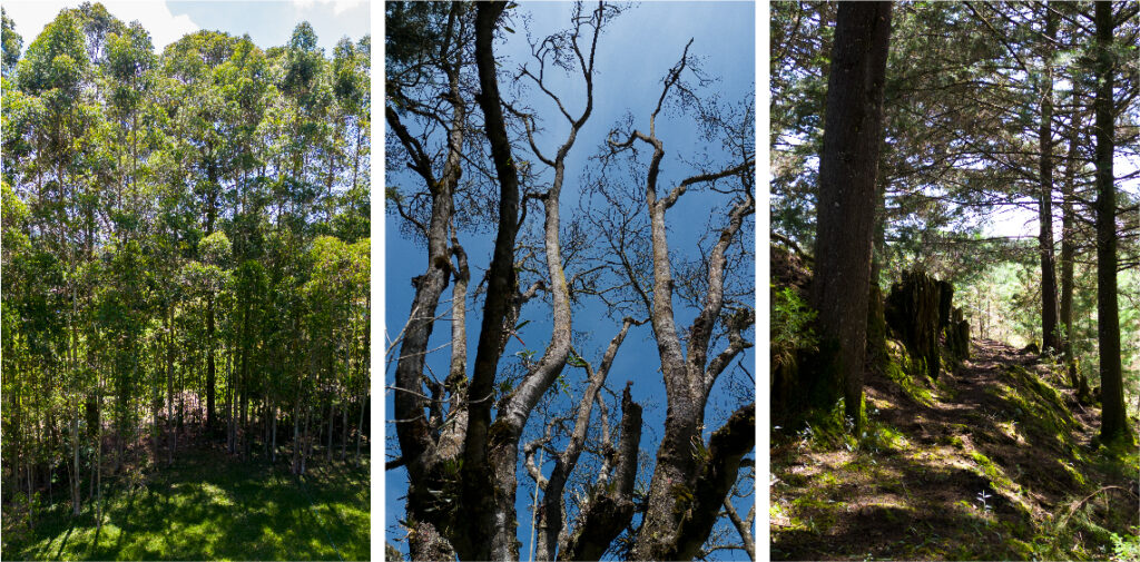 El_Cortijo__Imagen-07